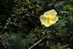 黄色单花绽放于绿叶间