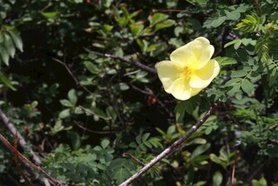 黄色单朵花绽放于枝叶间