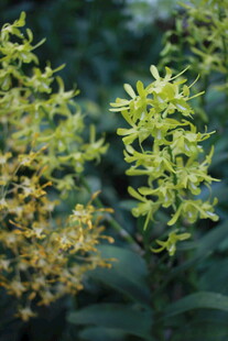 黄色花朵植物特写