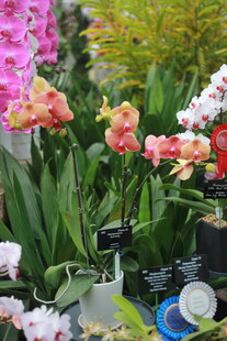 多彩兰花绽放于绿植间