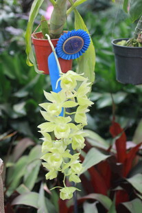 垂吊绿植装饰 清新小景