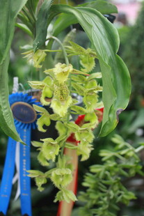 翠绿兰花绽放于蓝架旁