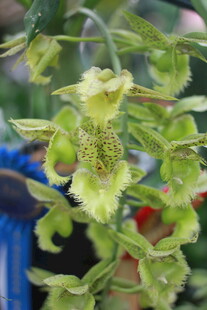 奇特绿色花朵特写