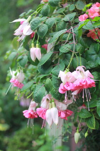 娇艳倒挂金钟绽放美景