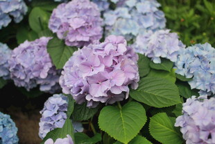 美丽绣球花绽放