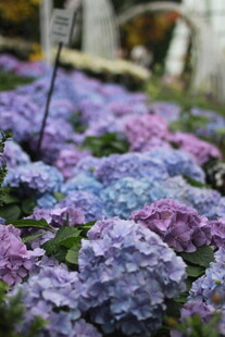 多彩绣球花绽放美景