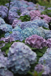 多彩绣球花绽放美景