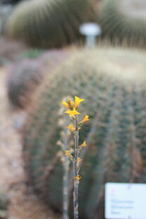 开花的仙人掌特写