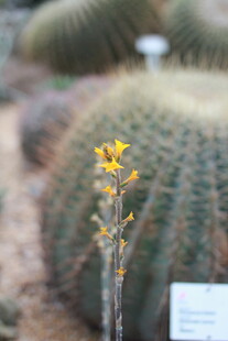 仙人掌上绽放的黄色小花