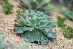 翠绿多肉植物特写