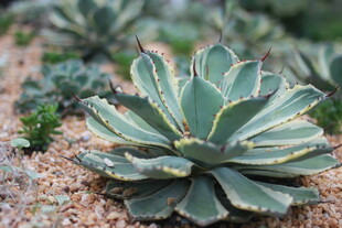 翠绿芦荟植物特写