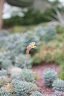 小巧多肉植物绽放小花