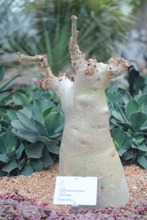 奇特造型木雕植物展品