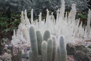 多样仙人掌景观