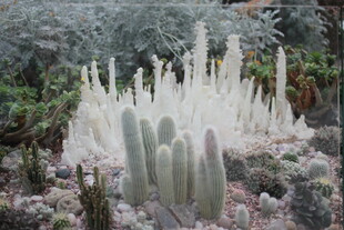 多样仙人掌景观