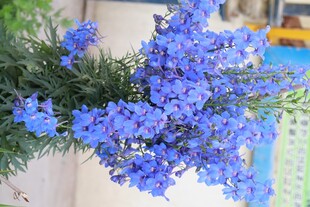 蓝色清新小花束