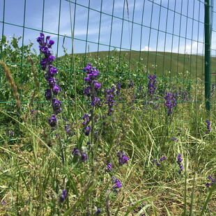 田野中的紫色花卉与围栏