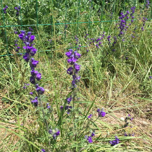 野外紫色小花绽放