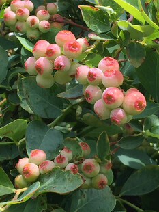 粉红浆果植物特写