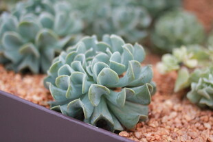 精致多肉植物盆栽展示