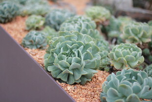 可爱多肉植物排列展示