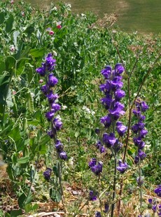 田野中的紫色花卉