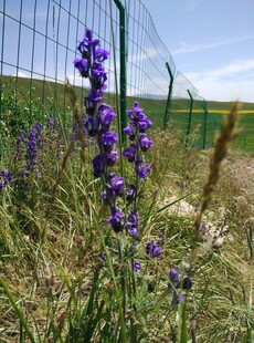 田野中的紫色美丽花卉