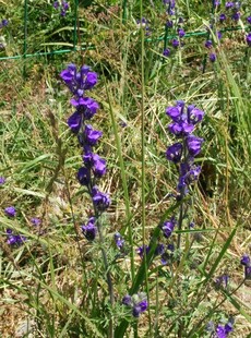紫色野花绽放于草地间