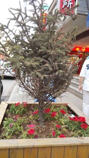 街头花坛中的绿植花卉