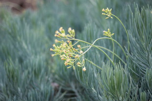 田野中的黄色小花