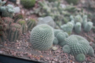 可爱仙人球 萌态尽显