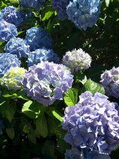 蓝紫色绣球花绽放