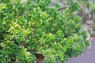 翠绿繁茂的植物特写