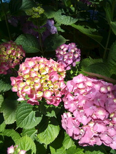 娇艳绣球花绽放