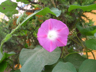 粉色牵牛花绽放