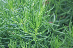 翠绿迷迭香植物特写