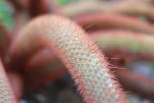 毛茸茸的捕虫植物特写