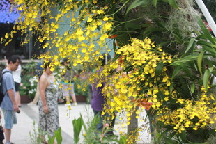 观赏黄色兰花的人群