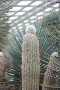 室内仙人掌的独特景致