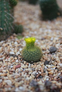 小巧仙人球绽嫩黄小花