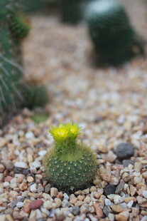 小仙人球绽放黄色小花