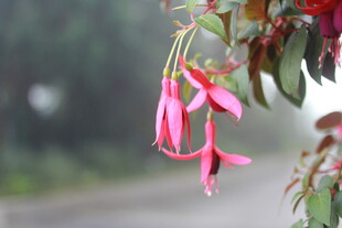 雾中垂挂的娇艳粉色花朵