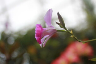 娇艳绽放的粉色花卉