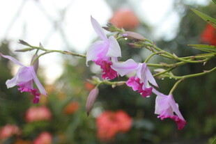 娇艳紫色兰花绽放