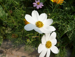 白色波斯菊绽放于草丛