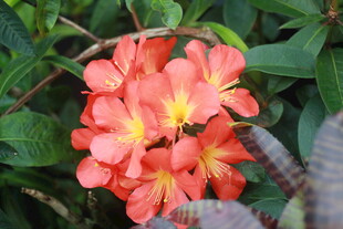 鲜艳橙红花朵绽放绿叶间