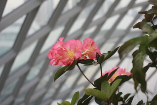 温室中绽放的娇艳粉色花朵