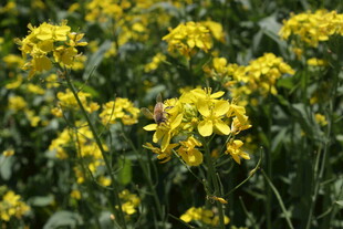 春日油菜花盛放美景