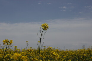 金黄油菜花田中的独秀花朵