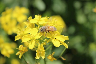 蜜蜂采蜜于黄色花朵间